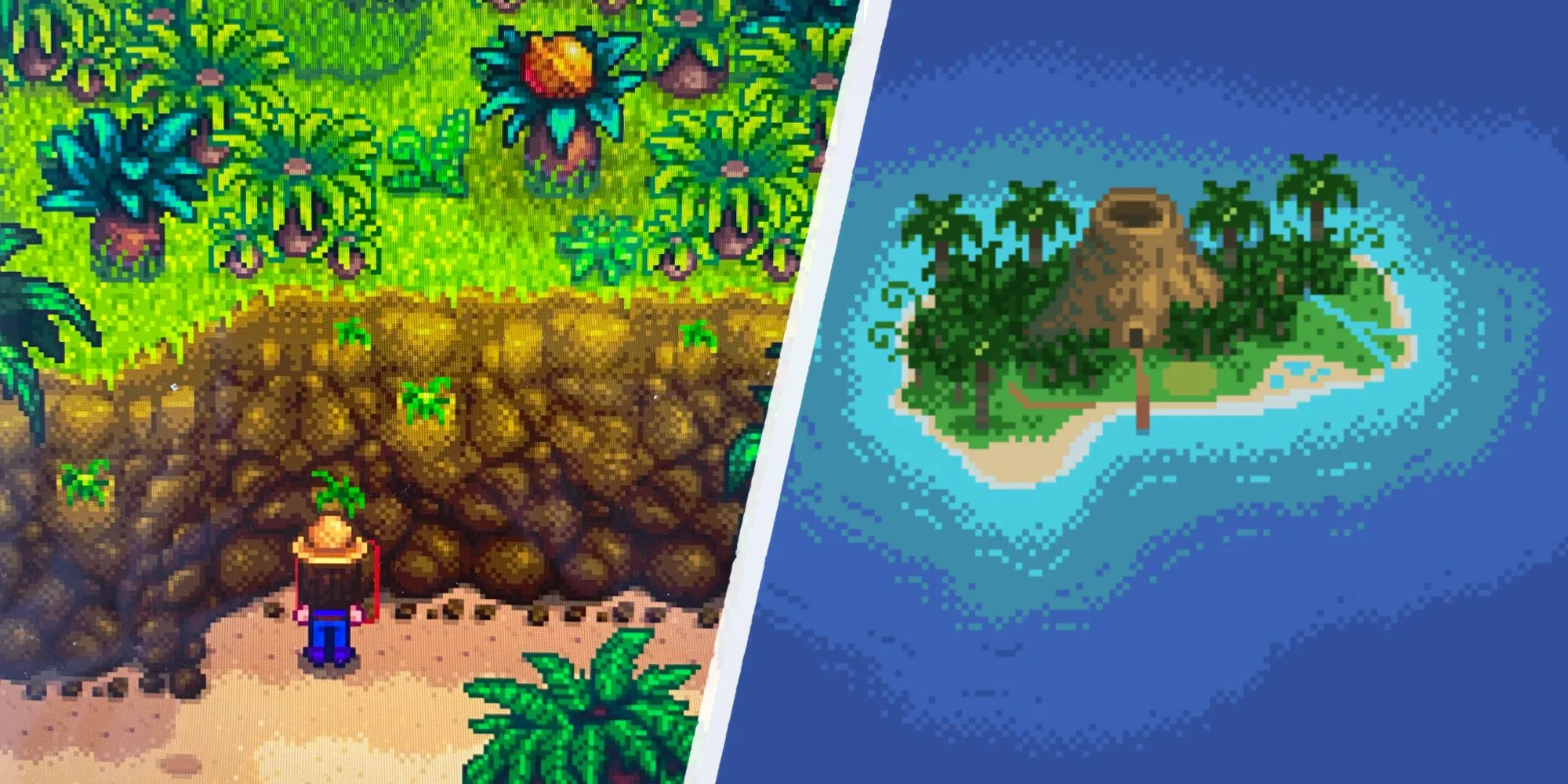 Hướng Dẫn Cách Sở Hữu Sách Dạy Nấu Ăn Queen of Sauce Trong Stardew Valley 1 Nông dân Stardew Valley đang tìm Quả Óc Chó Vàng trên Đảo Gừng.
