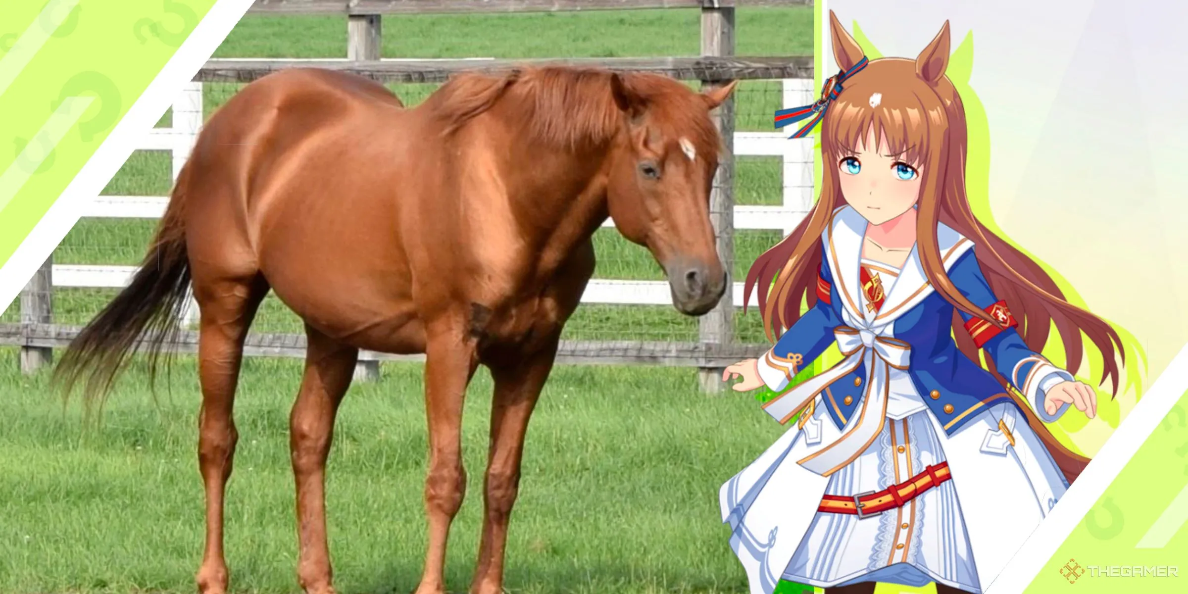 Grass Wonder trong Uma Musume và ngựa đua Grass Wonder ngoài đời.